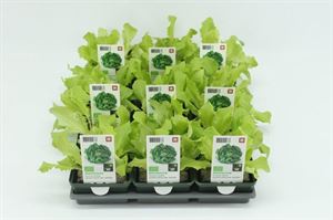 Afbeelding van Sla. Glassla Groen Bio Set(x9)